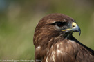 Roofvogels